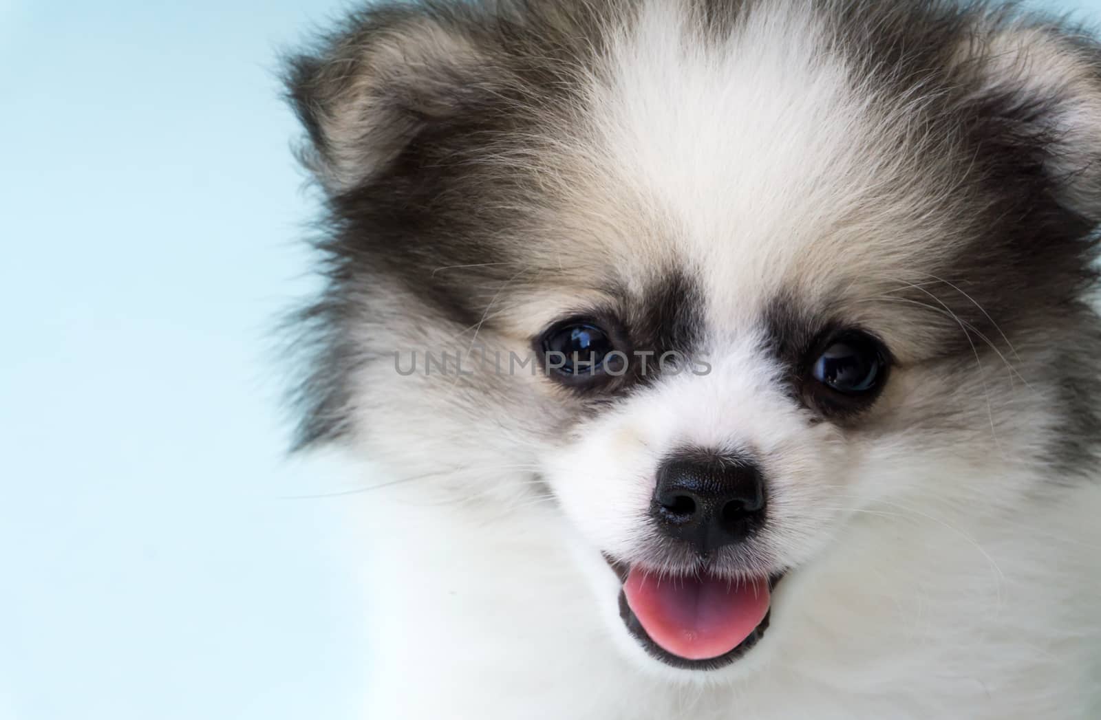 Closeup face of puppy pomeranian age 2 month with light blue background, dog healthy concept