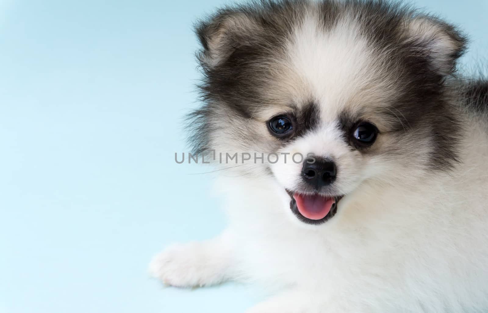 Closeup face of puppy pomeranian age 2 month with light blue background, dog healthy concept