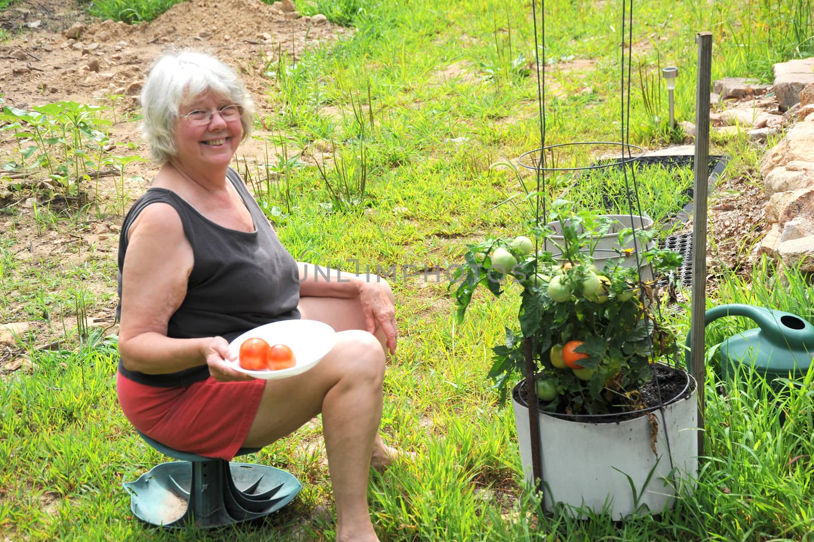 Female gardener picking tomatoes from her garden outside.