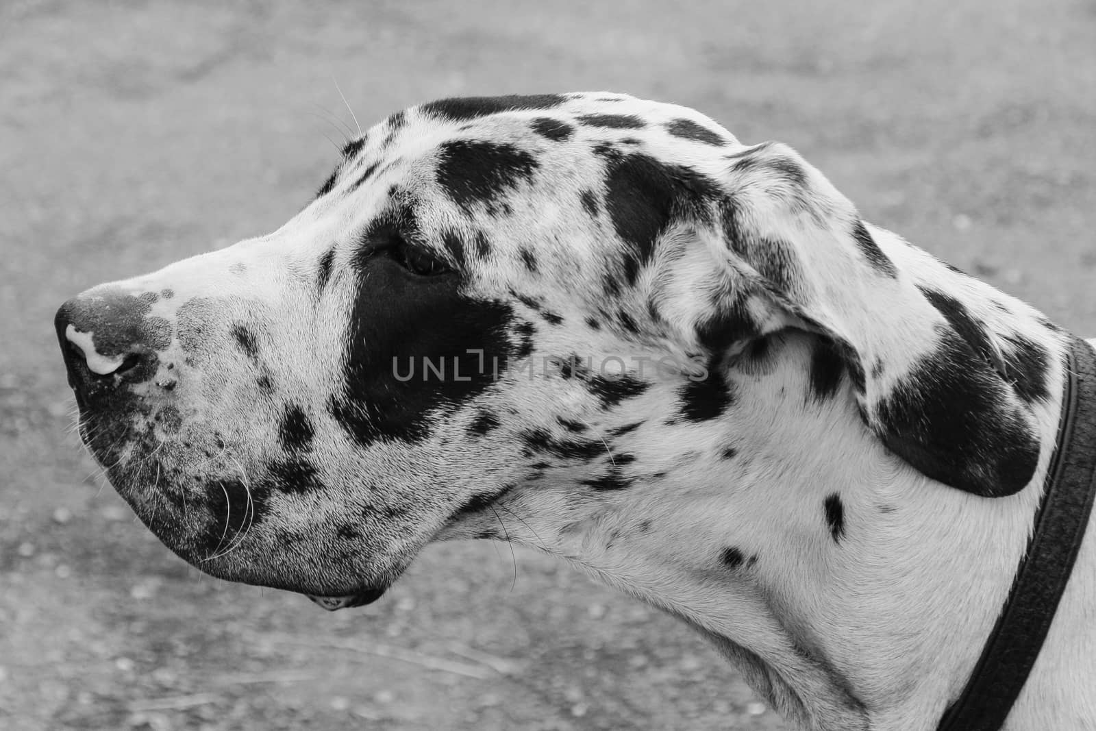 Spotted dog head. Shallow depth of field.