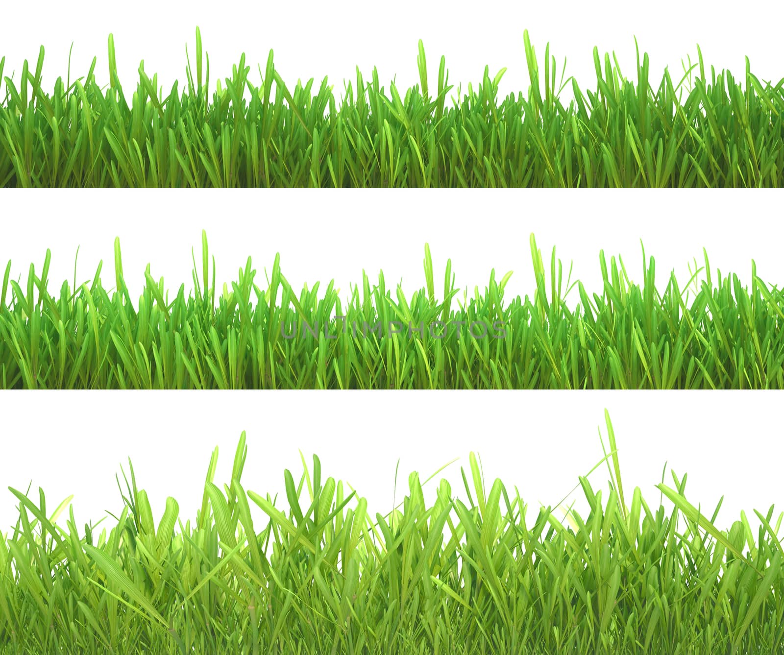 Green grass set. Nature background. Meadow. Spring, summer season. Plant growth 3d rendering. by Mirexon