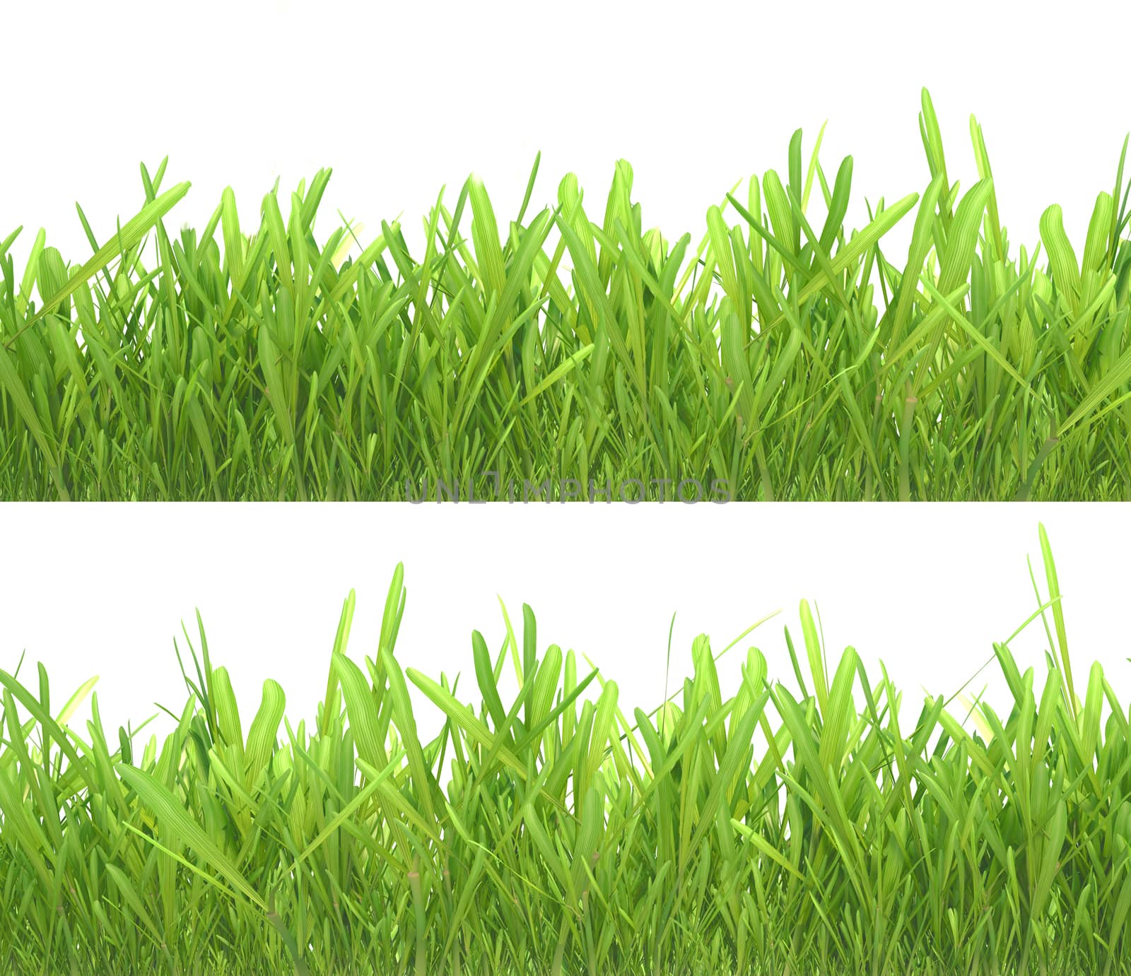 Green grass set. Nature background. Meadow. Spring, summer season. Plant growth 3d rendering. by Mirexon