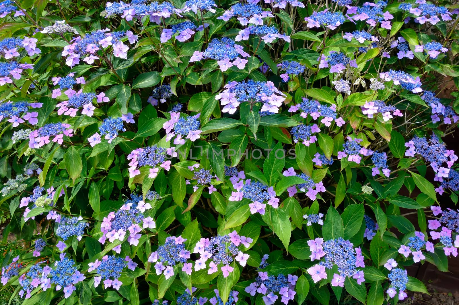 Blue Lacecap Hydrangea by phil_bird