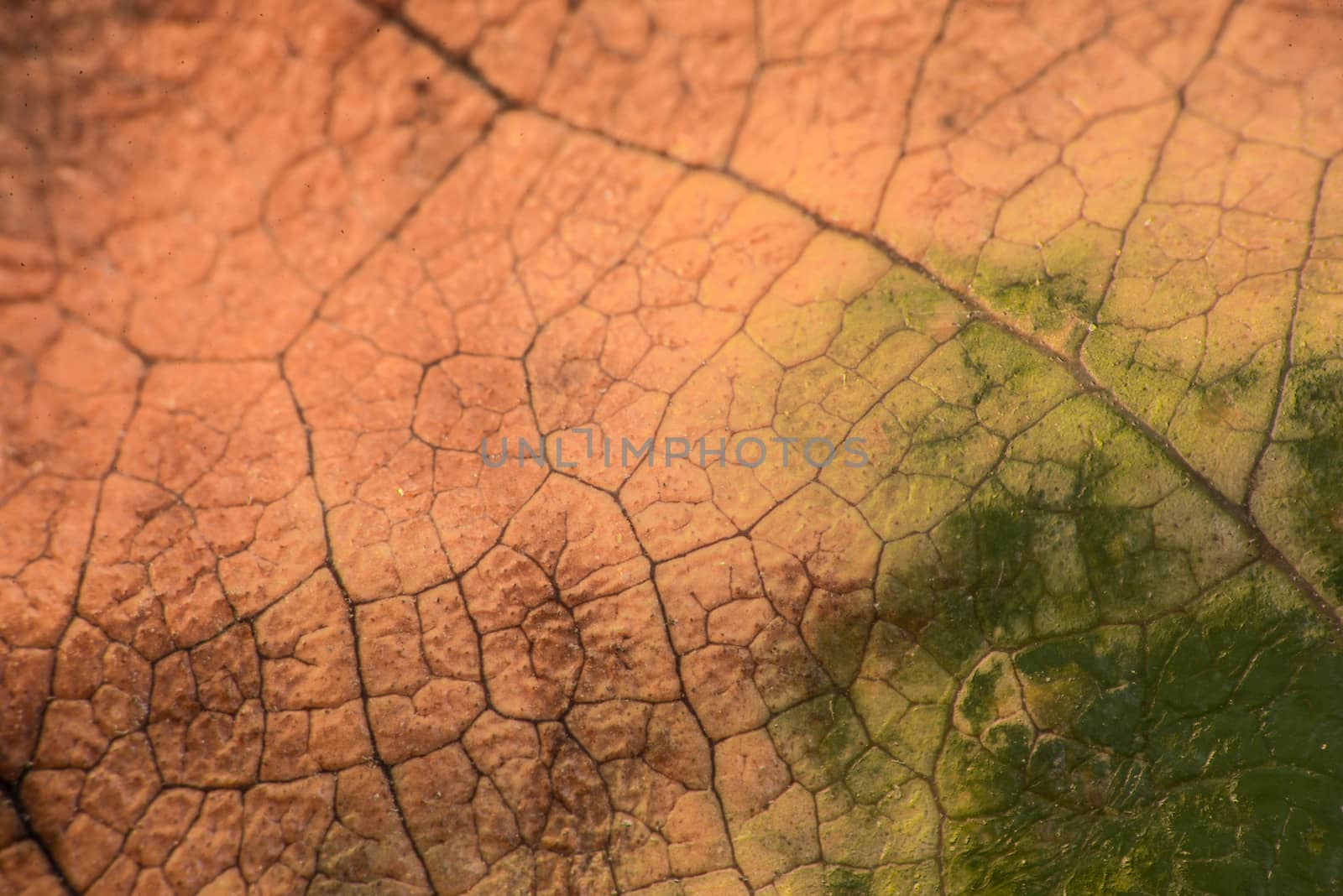 Macro photograph of the texture of a leaf in autumn on the ground