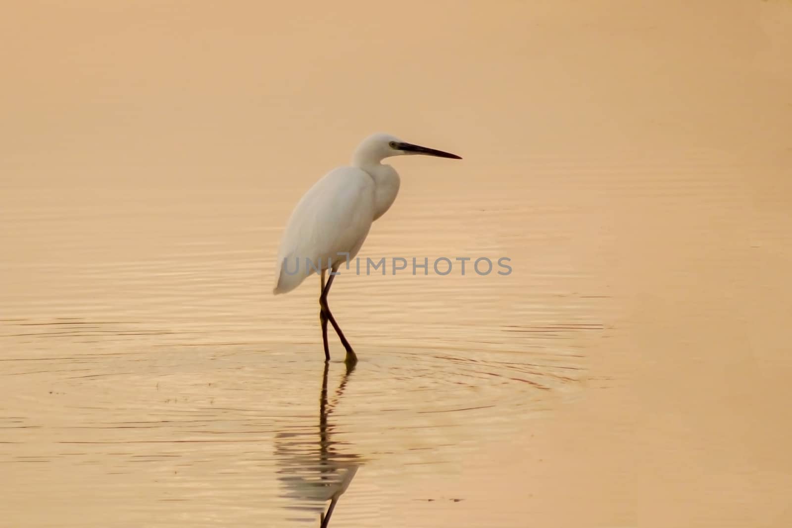 A white bird on top of the water at sunset