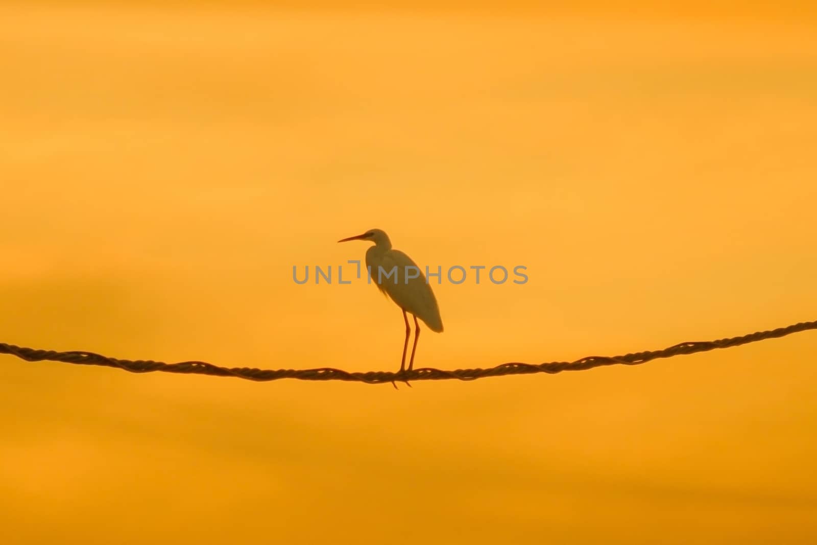 A white bird on top of a cable at sunset