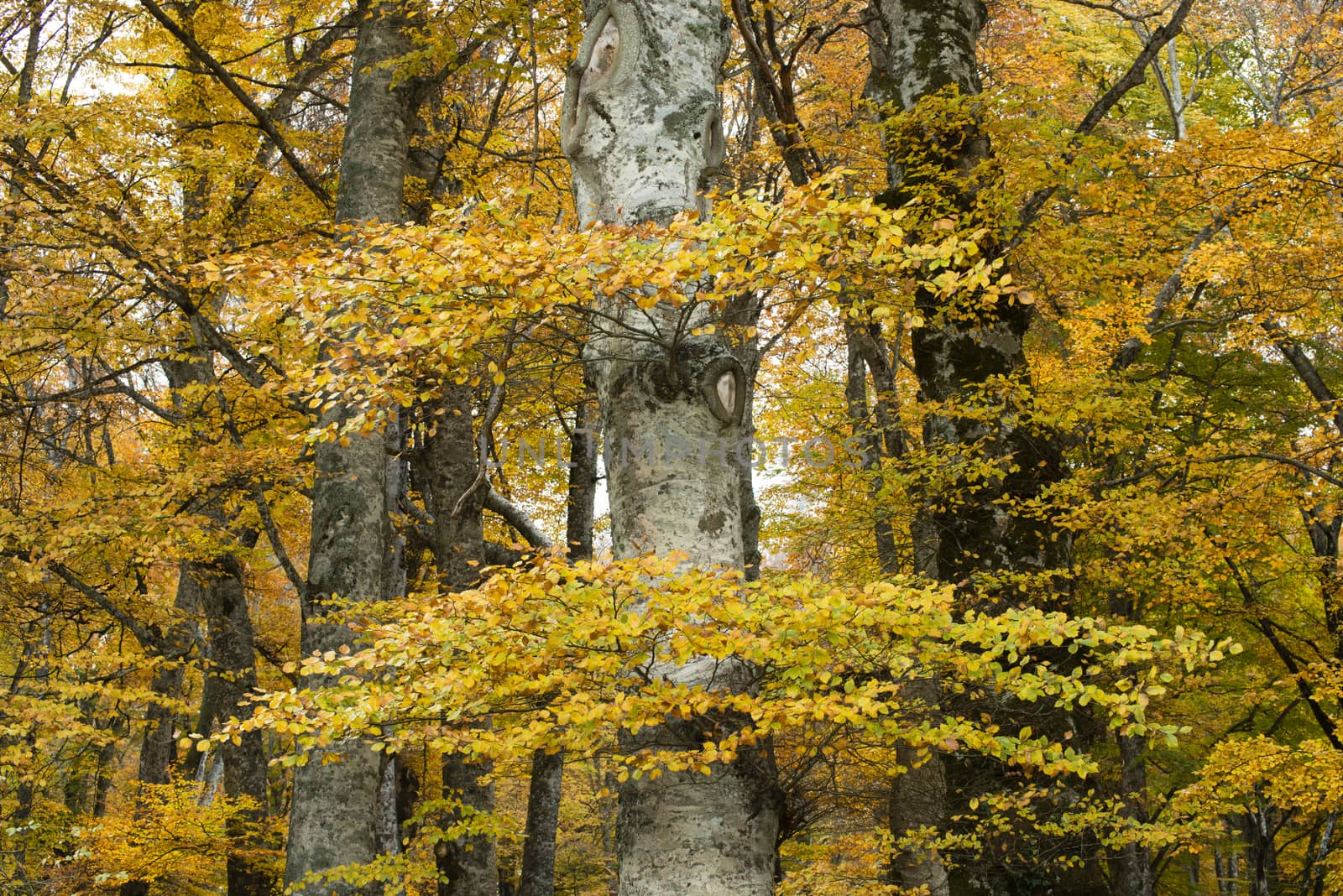 Ancient beech tree forest in Italy, Mount Cimino, UNESCO World Heritage Nature Site