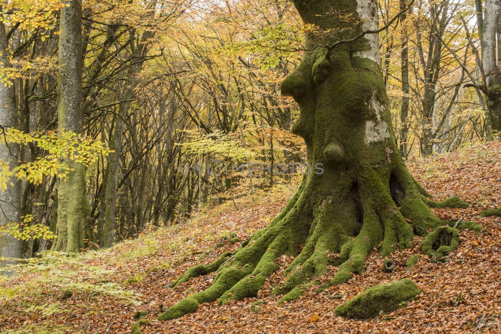 Ancient beech tree forest in Italy, Mount Cimino, UNESCO World Heritage Nature Site