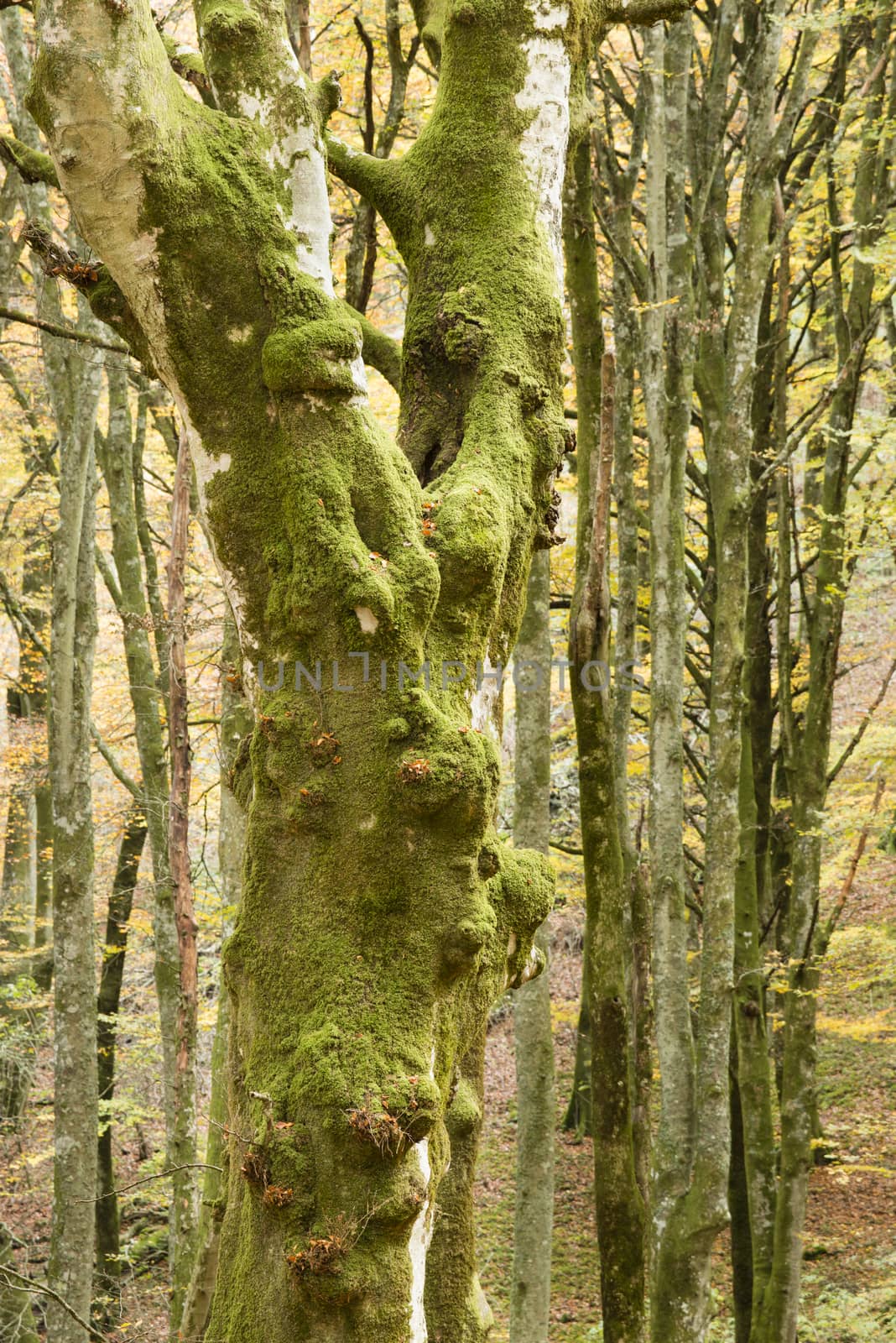 Ancient beech tree forest in Italy, Mount Cimino, UNESCO World Heritage Nature Site