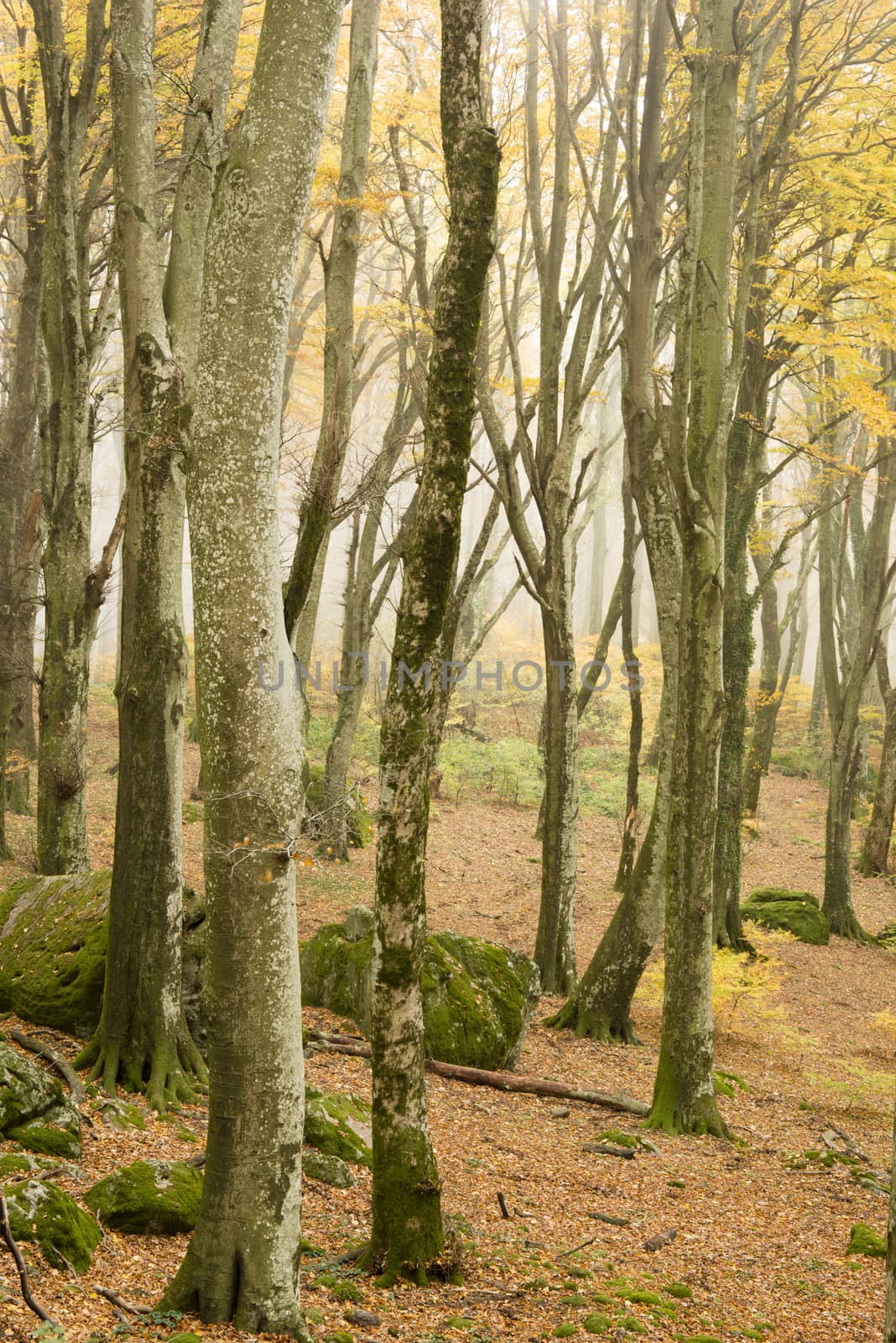 Ancient beech tree forest in Italy, Mount Cimino, UNESCO World Heritage Nature Site