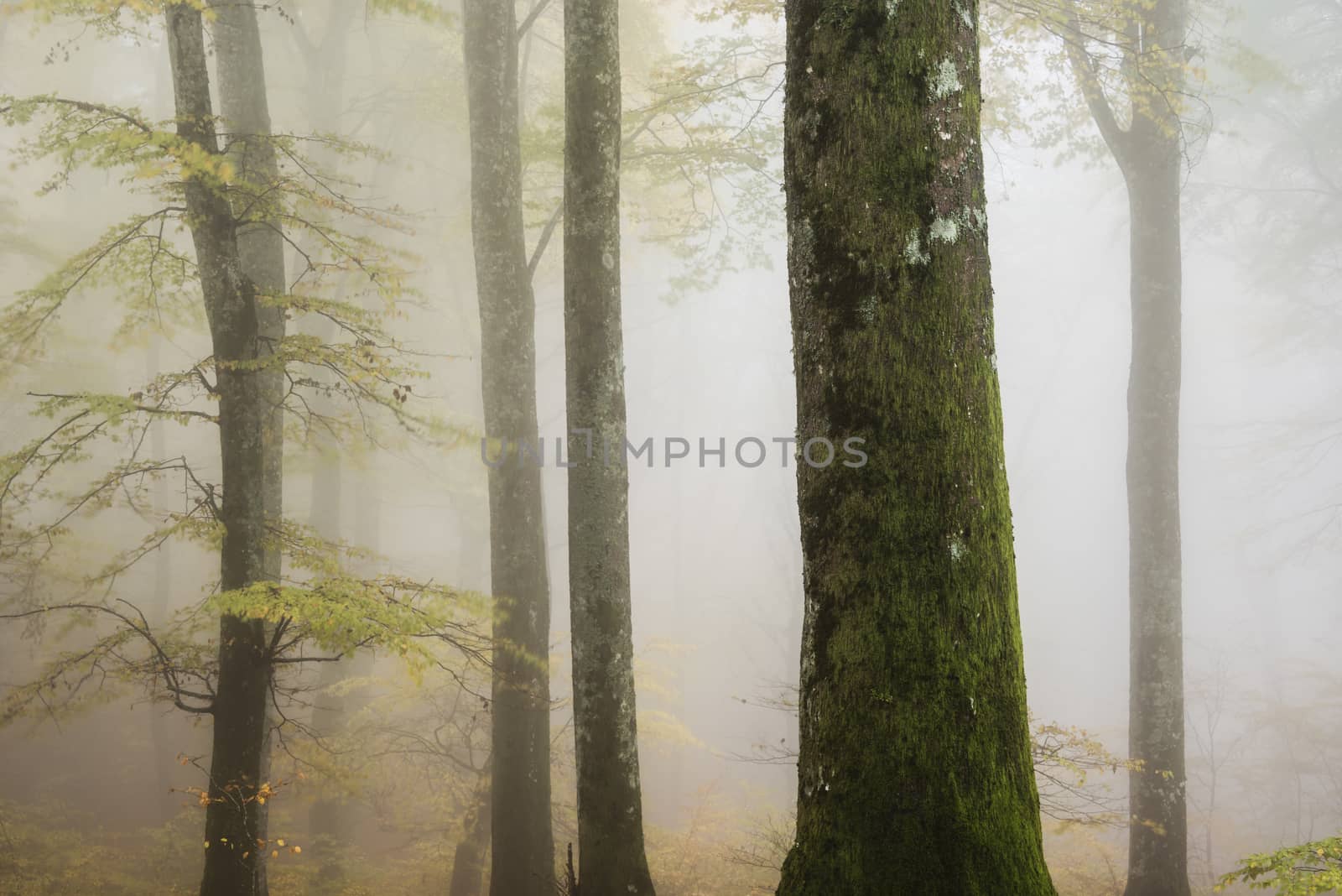 Ancient beech tree forest in Italy, Mount Cimino, UNESCO World Heritage Nature Site