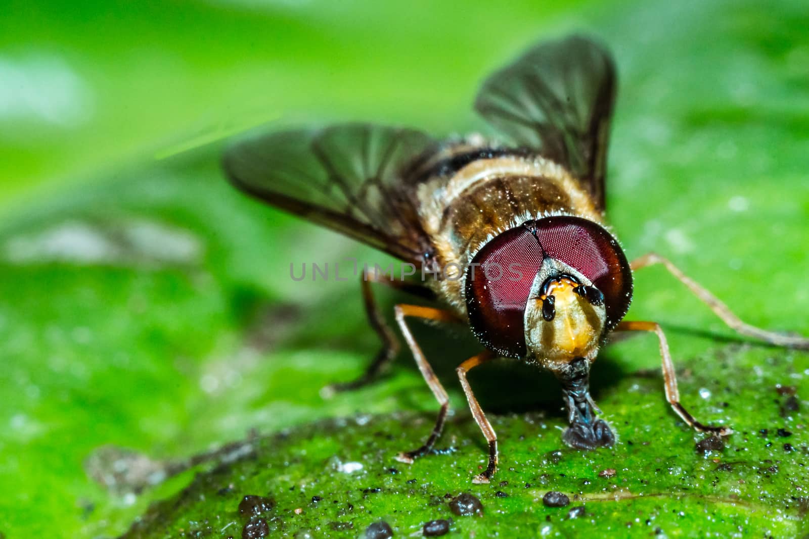 A house fly close-up portrait in the wild macro