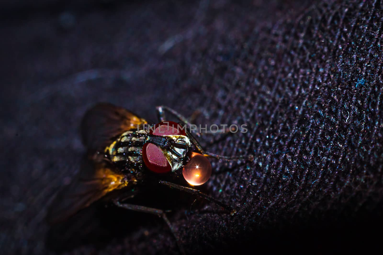 A house fly close-up portrait in the wild macro