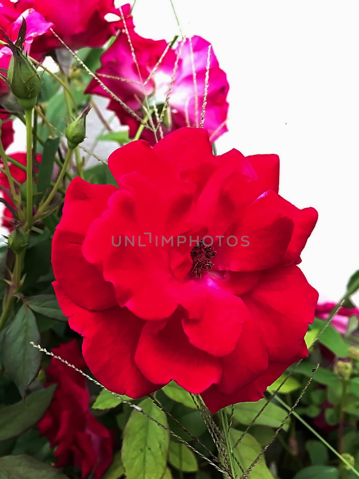 Closeup red rose