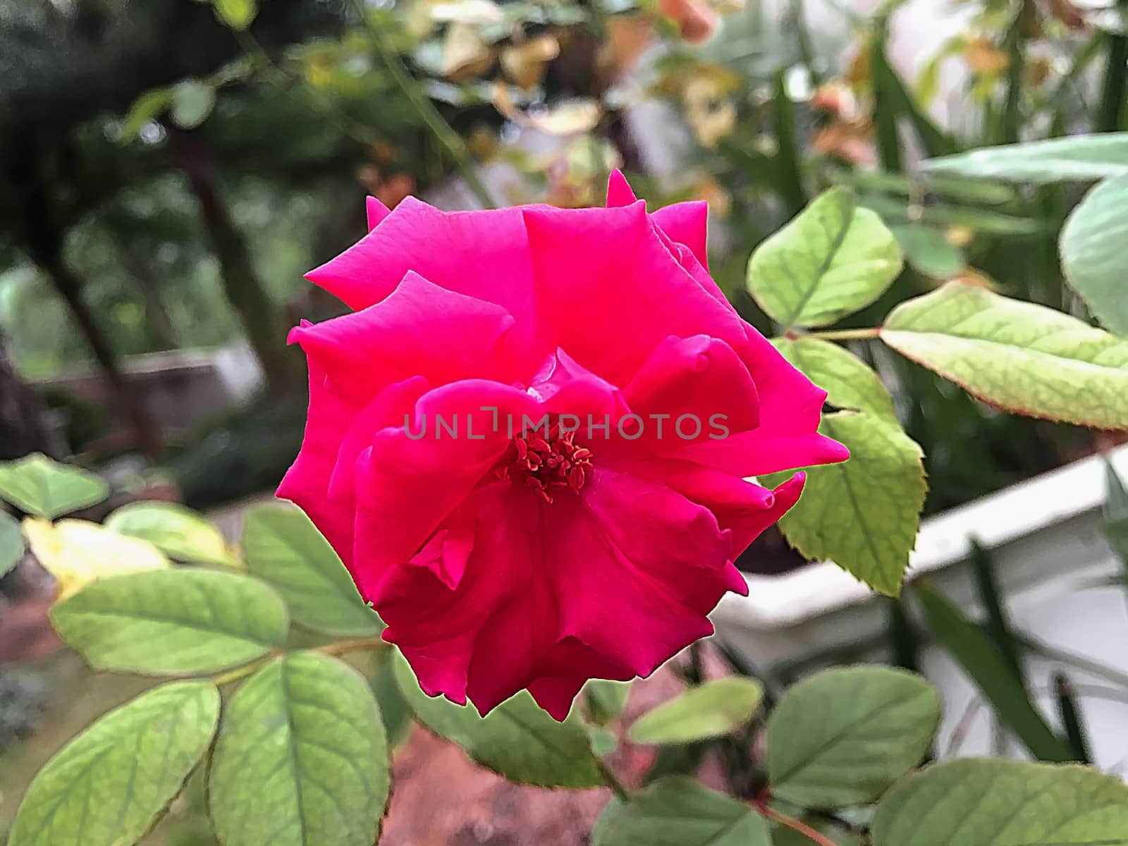 Closeup red rose by STZU