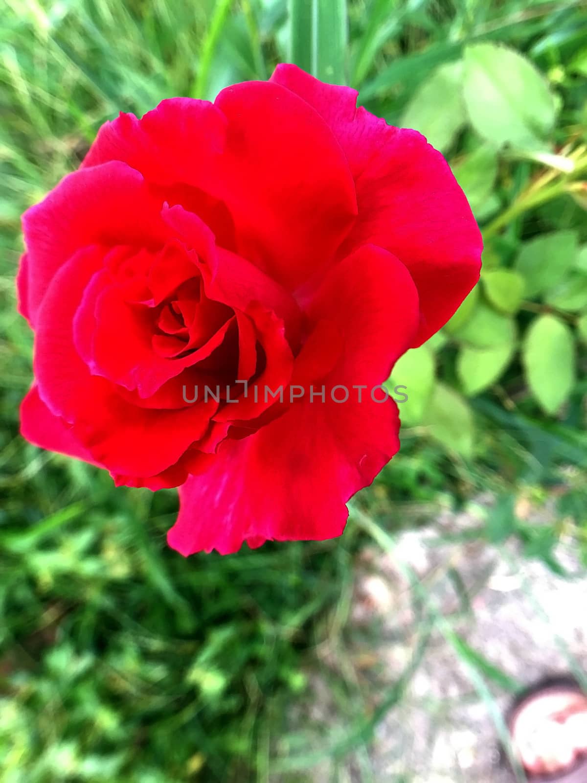 Closeup red rose