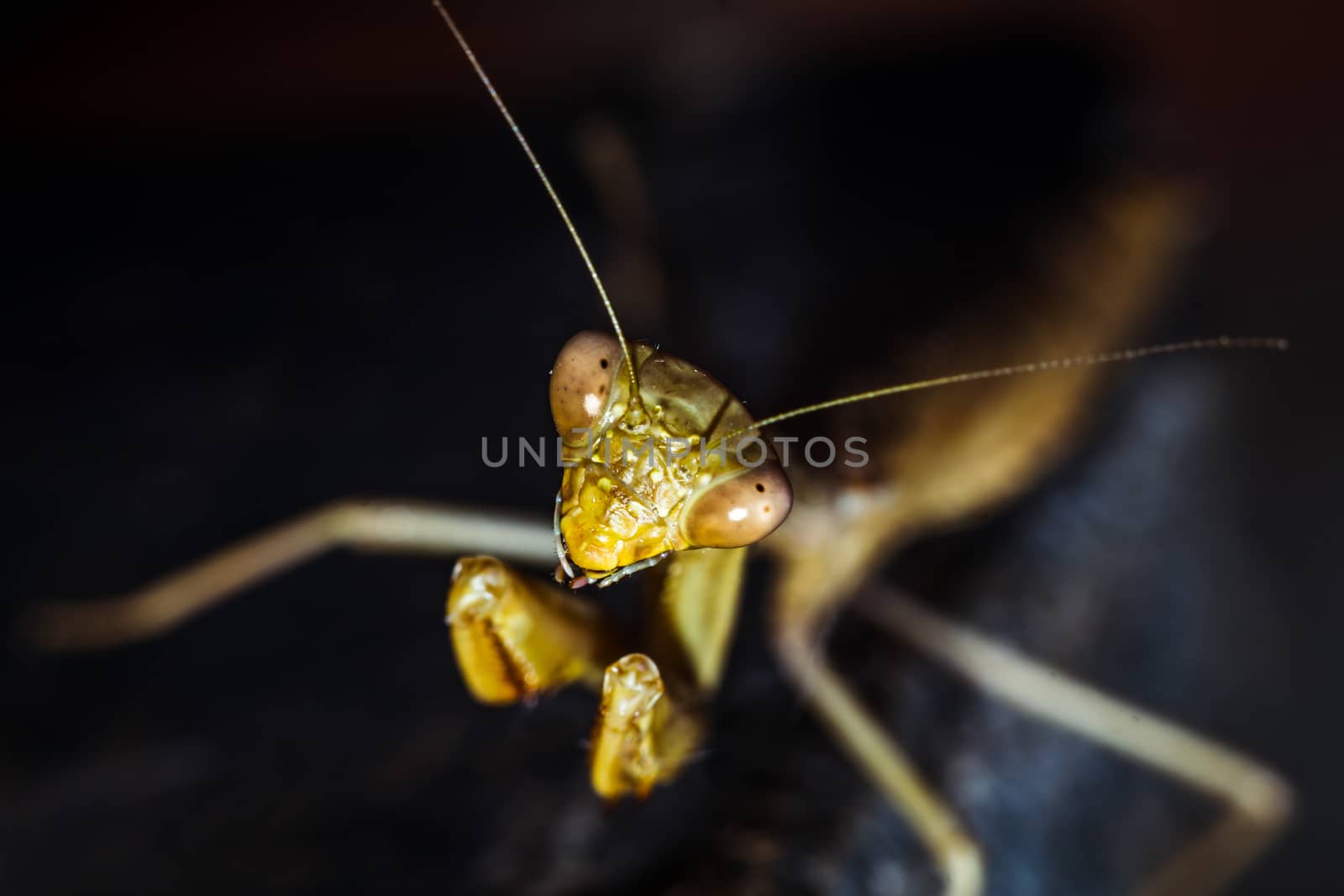 Praying mantis close-up looks into the eyes on a black background, wild nature