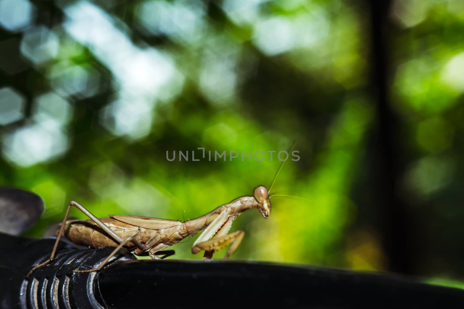 Praying mantis close-up looks into the eyes on a black background, wild nature