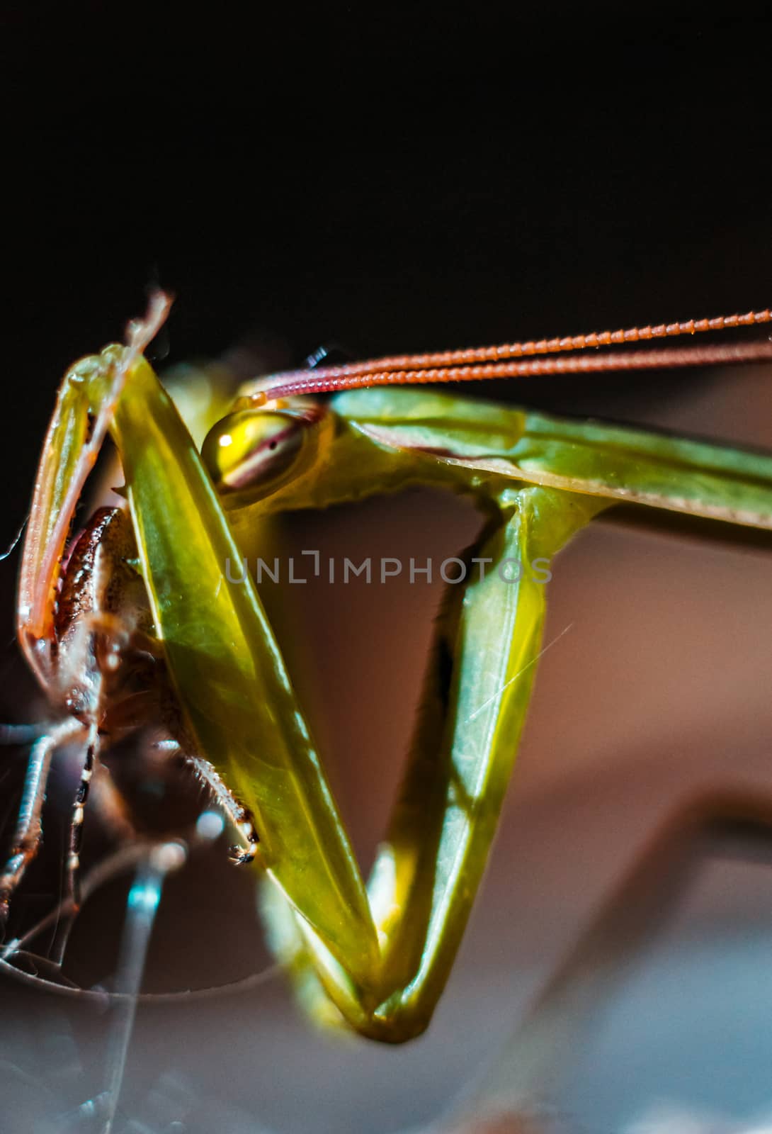 Praying mantis closeup eating its prey in the wild