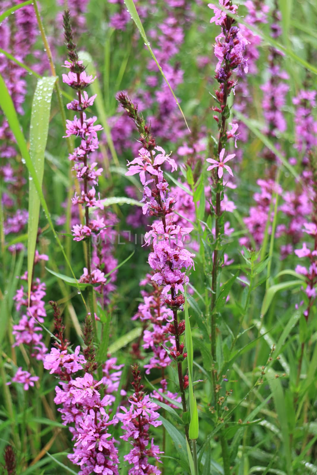 morning flower purple crybaby grass covered with dew drops