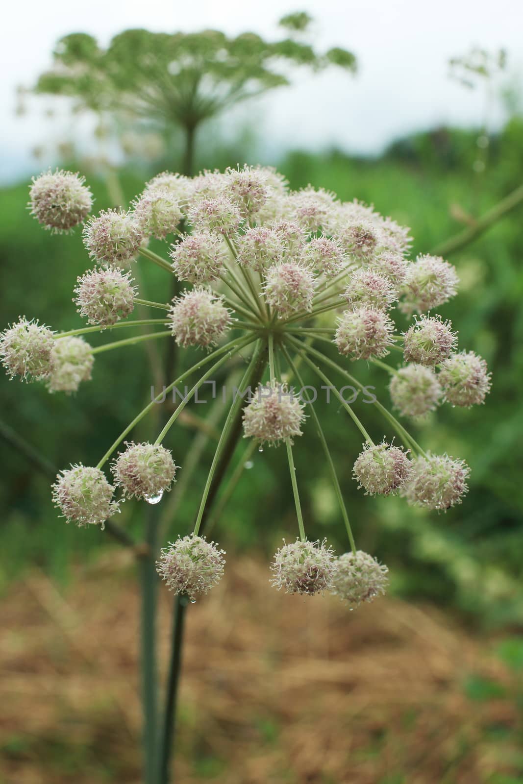 flower, poisonous flowers, poisonous, poison, toxic, wildflower, dropwort, bloom, blooming, blooming flowers, ball, bouquet, flower head, hemlock, Cicuta virosa, Flowering,  inflorescence,  garden, green, lush, petals, plant, globular, umbrella, flora, summer, dew drops, round, nature, globular shape, green, wet, nature, wild, close to, vegetation, outdoor, day, summer,