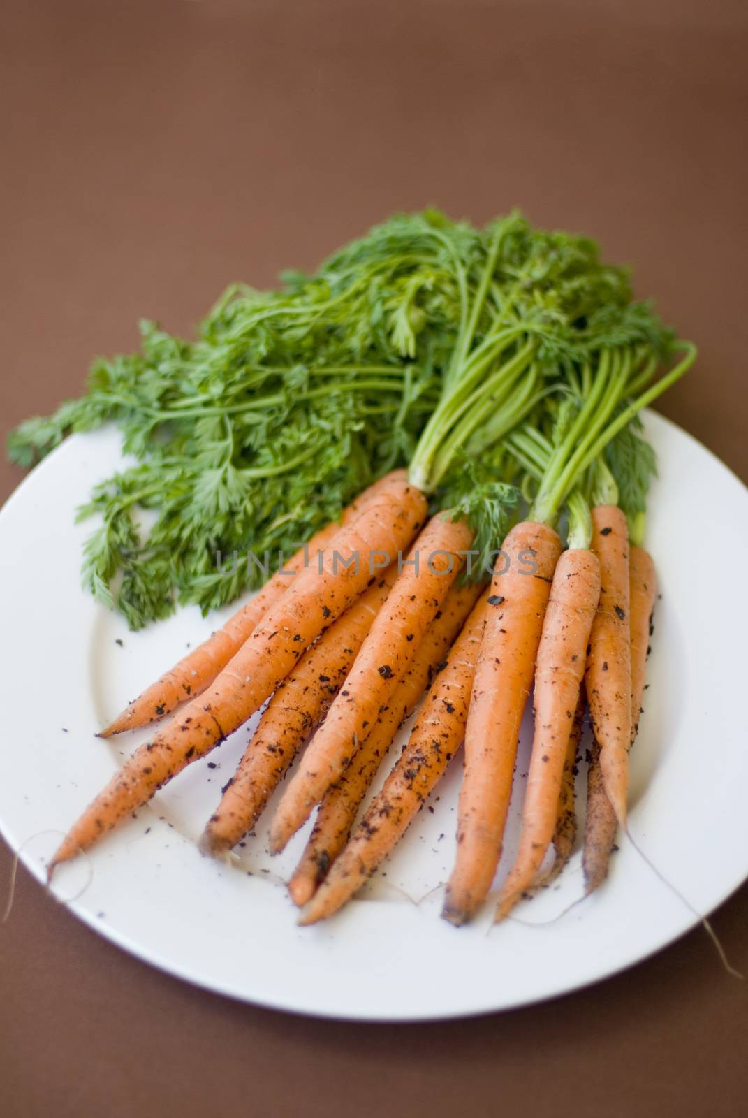 Bunch of fresh raw carrots with their leaves and adhering soil lying on a white plate ready for cleaning and cooking