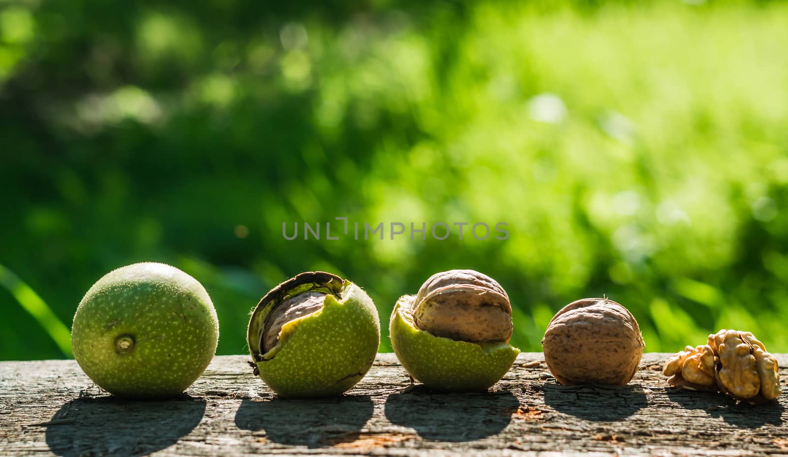walnuts the development of the natural environment summer color