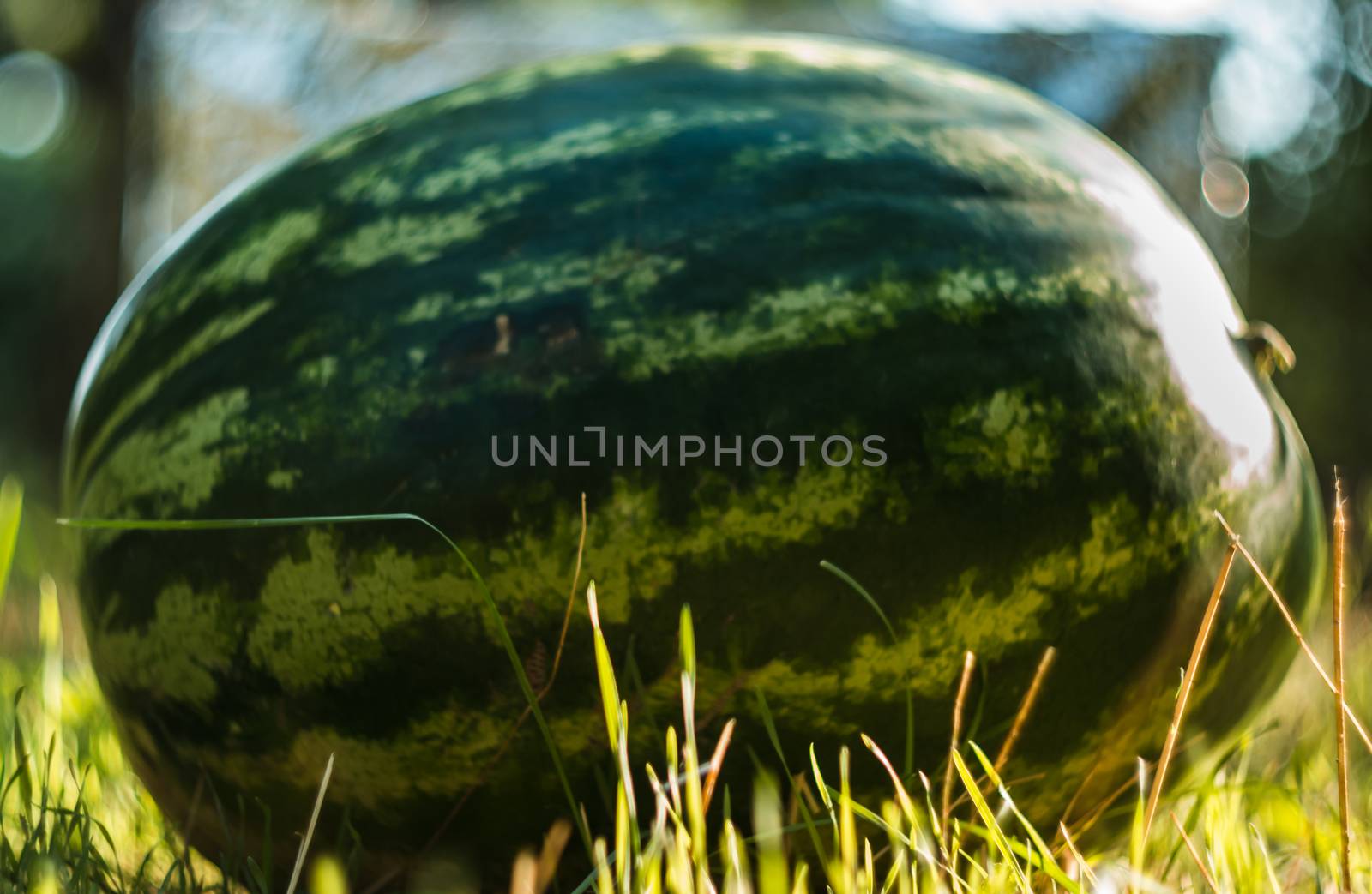 large watermelon berry close-up of summer color