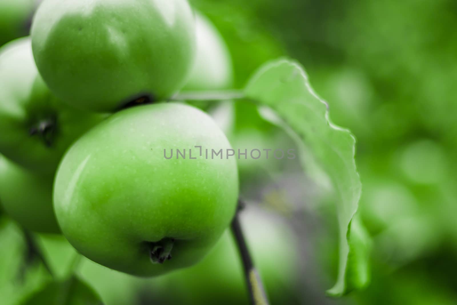 bright green apples on a branch, the apples in the garden organic