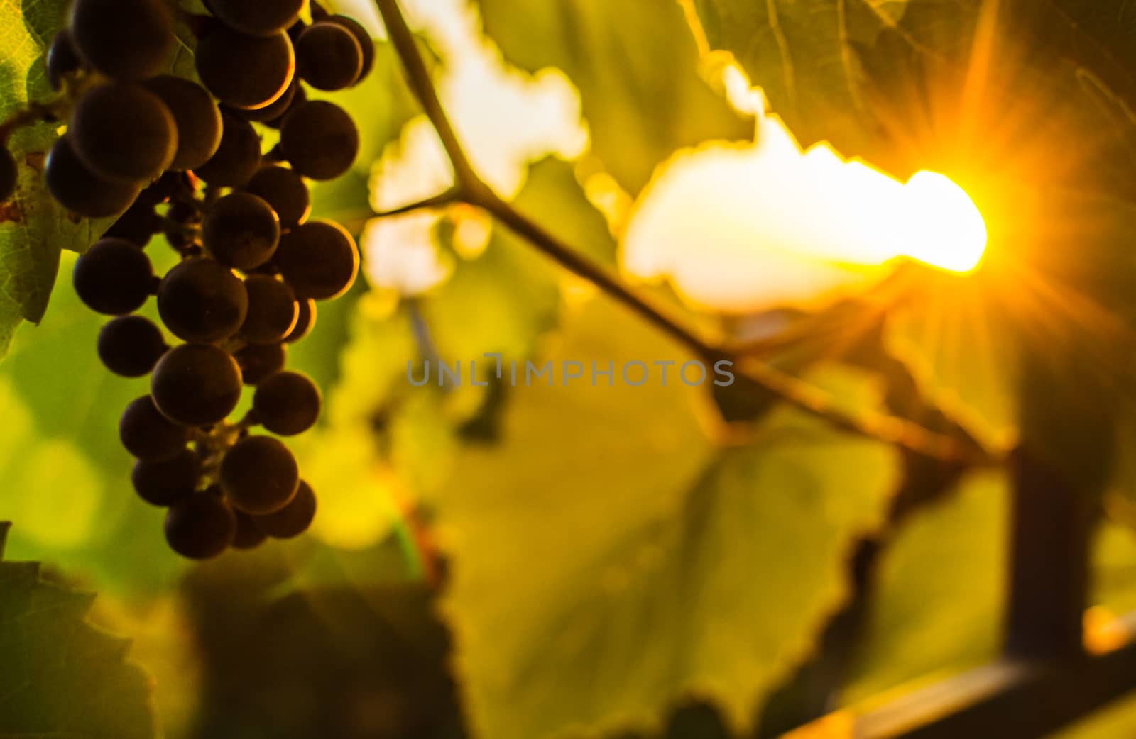 bunches of black grapes in the summer sun, the grapes for wine