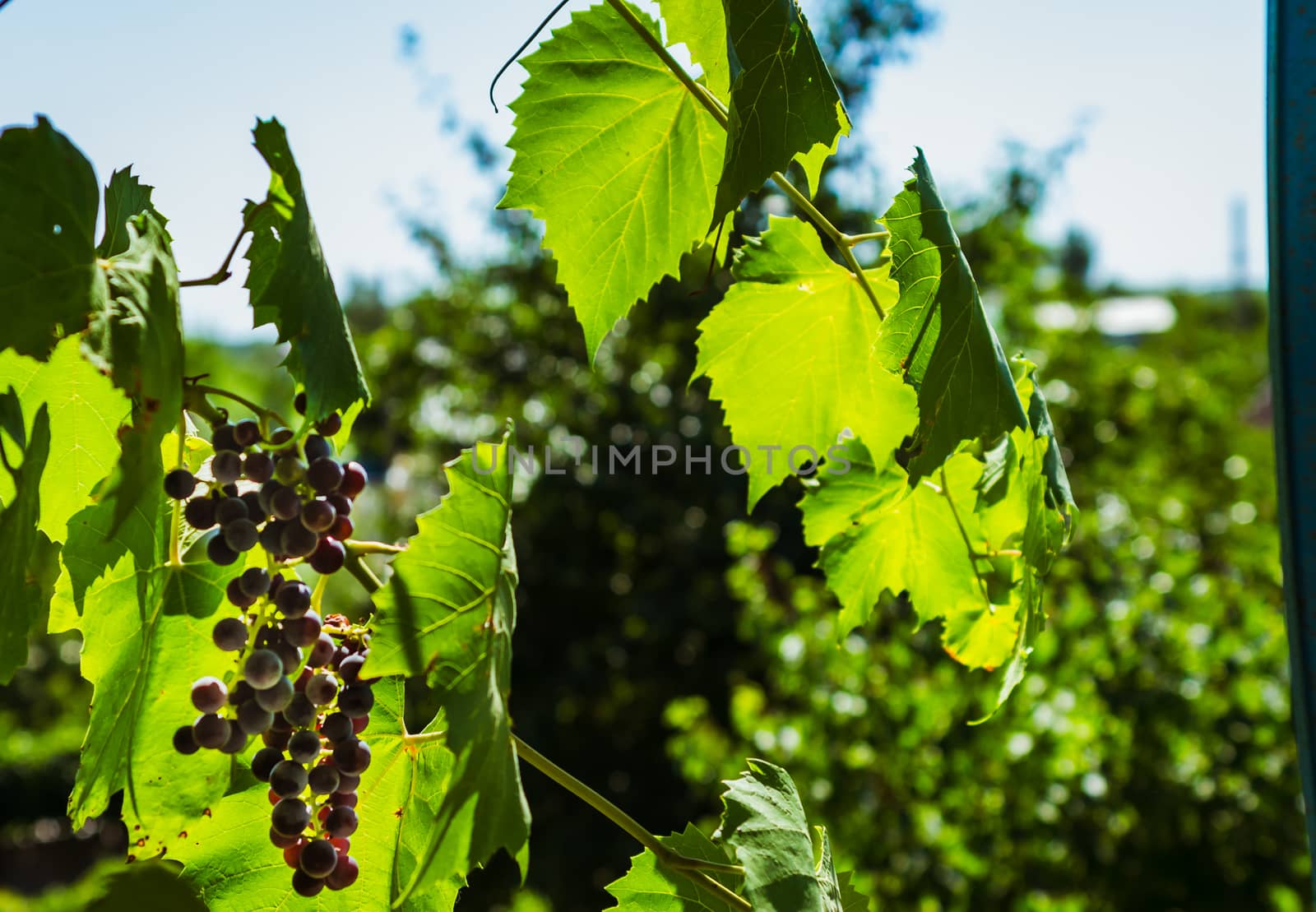 bunches of black grapes in the summer sun, the grapes for wine