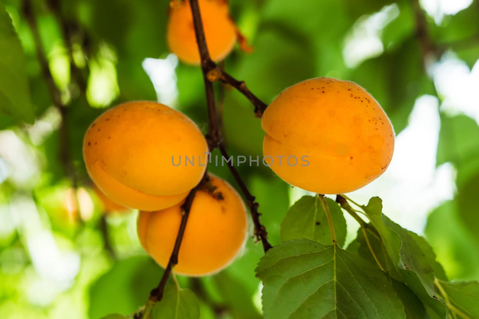 apricots in the basin summer South the colors of many fruits close-up photo