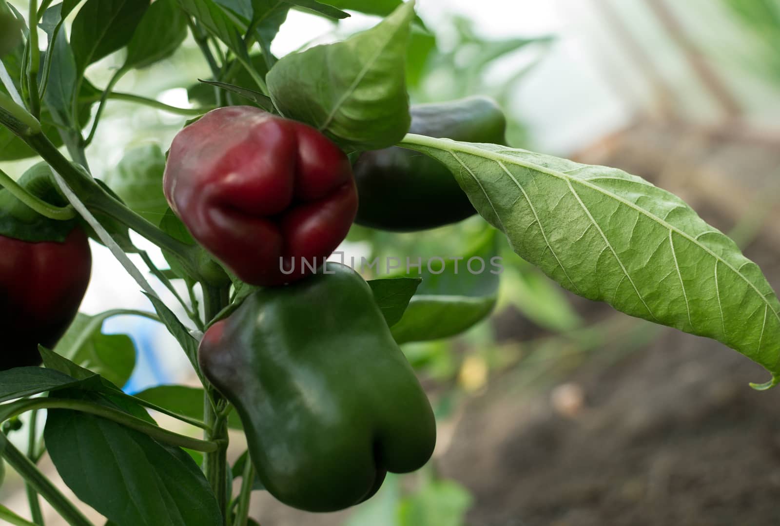 red and green peppers on the branches, garden organic products