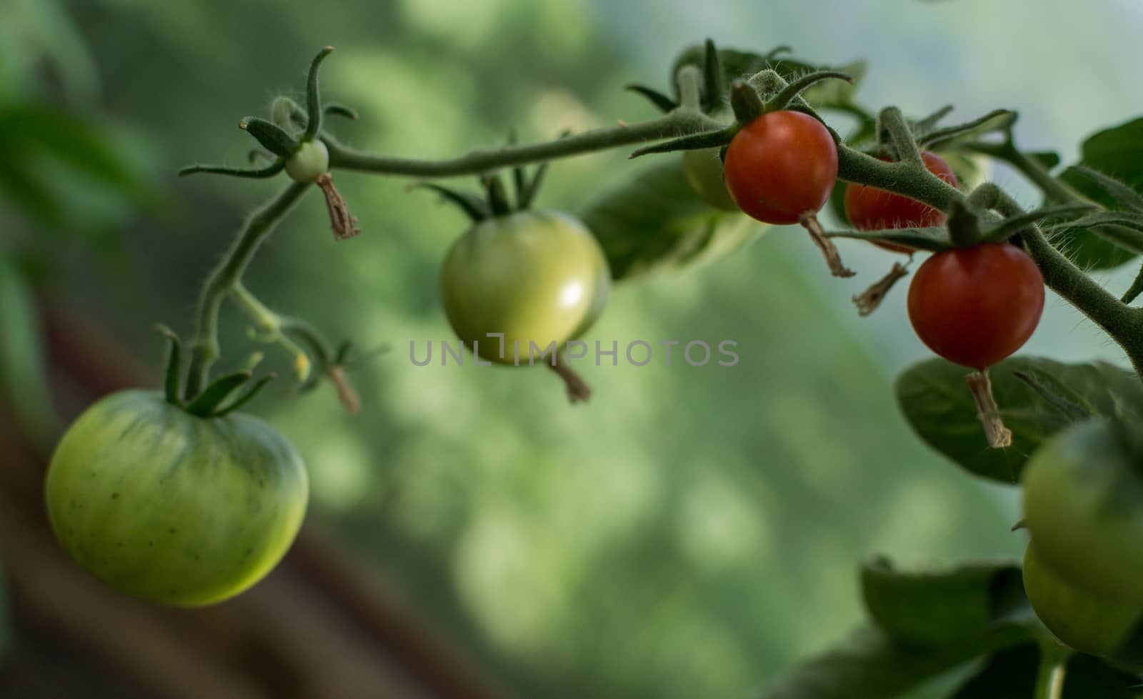 red and green tomatoes on branches, garden organic products