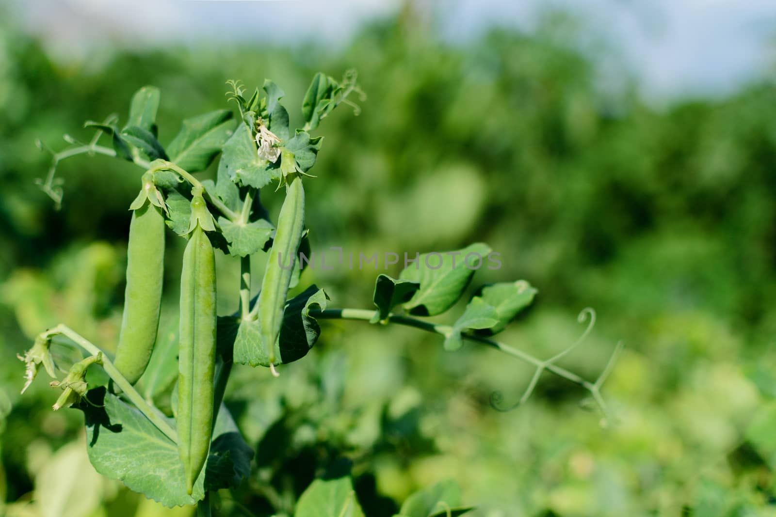 green peas on the branches, garden organic products