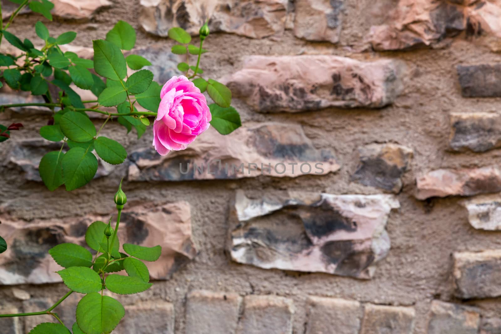 Abstract Stone Wall with beautiful rose. Background Image. Great for background use.