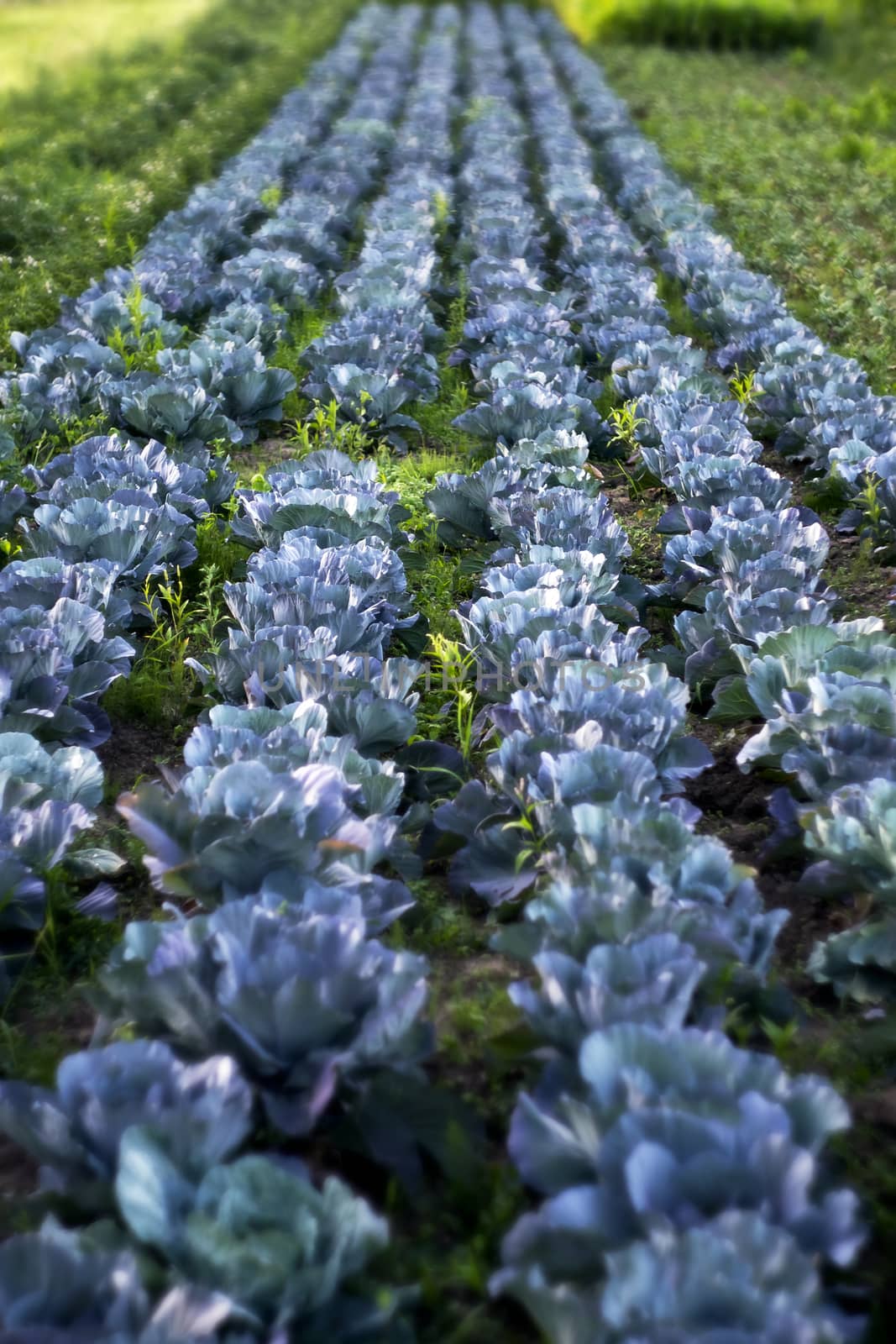 Blue cabbage on field in summer. Outdoor plant agriculture