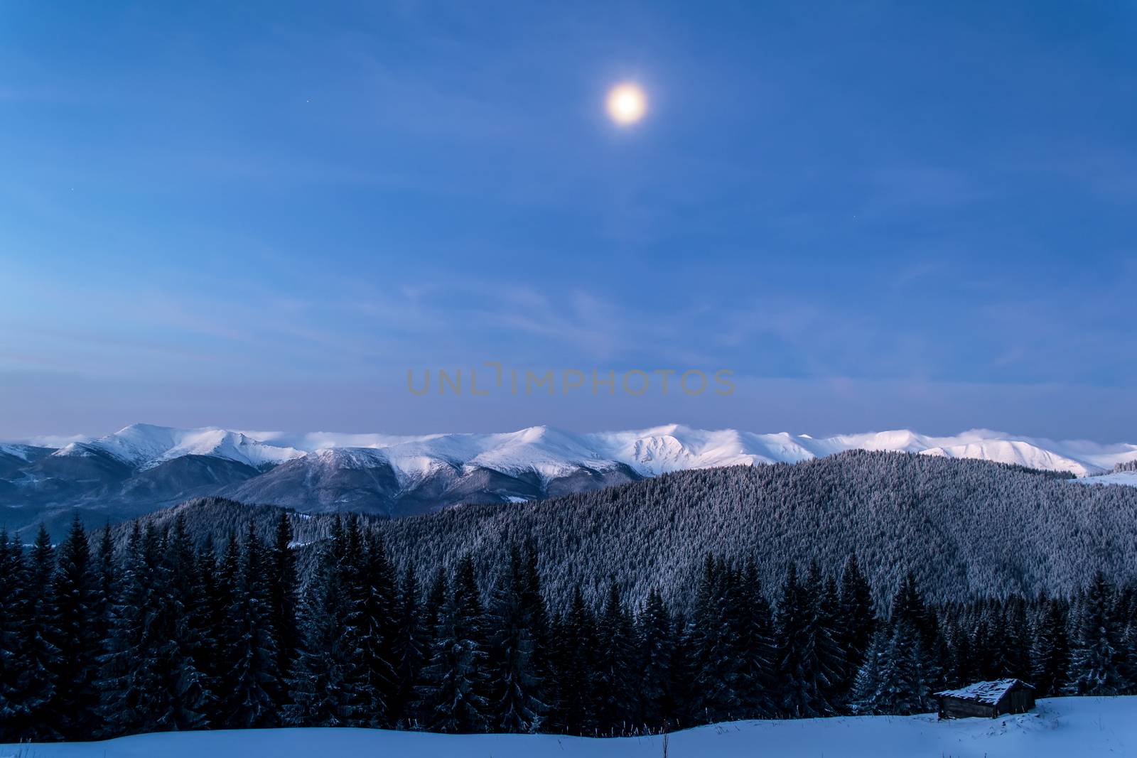 Early morning in the mountains. Moon is shining on the hills. Spruce forest. Winter. Magic hour. Ukrainian Carpathians