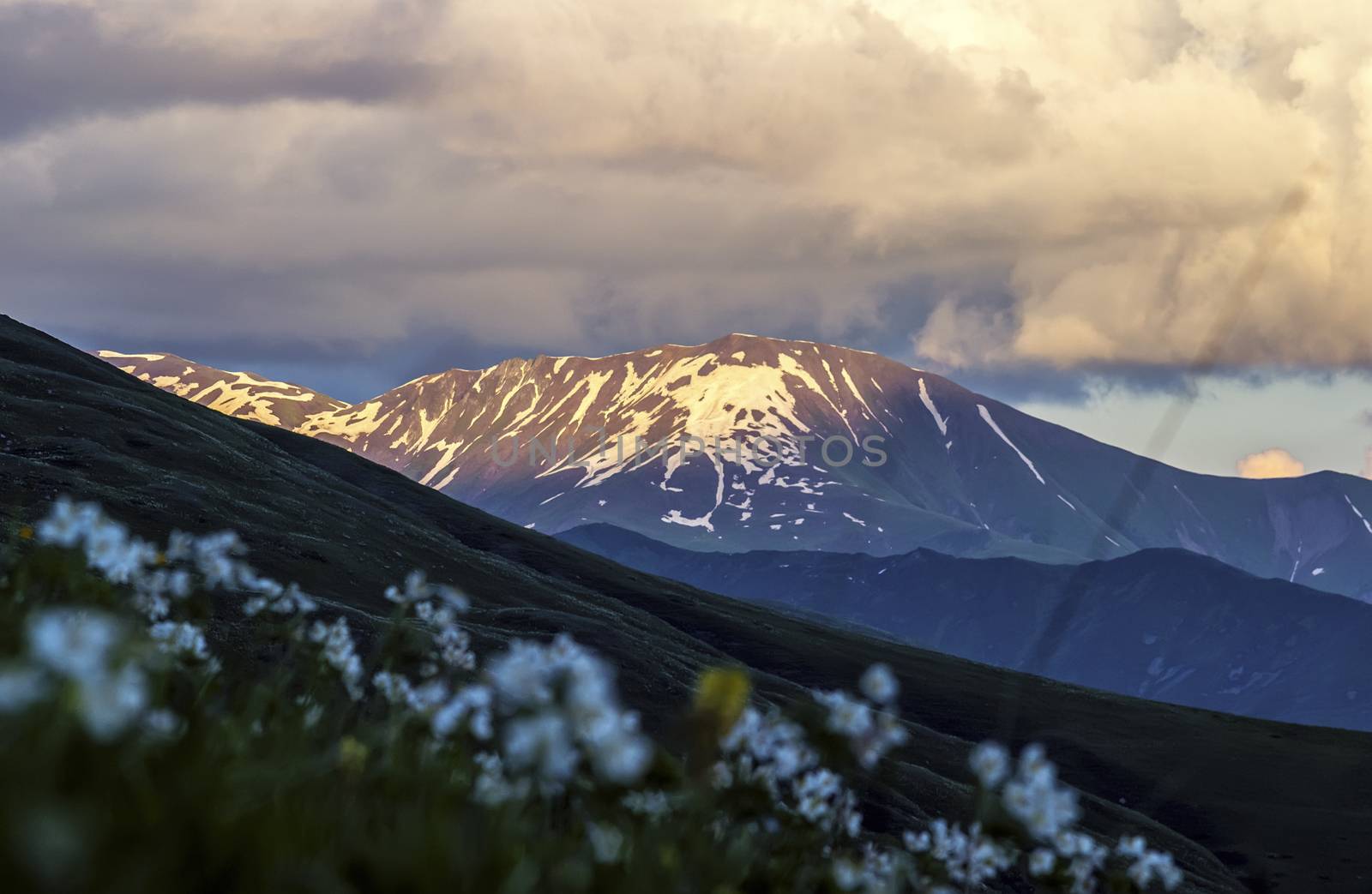 Mountain landscape. Hills with snow in evening sunlight. Wild flowers on the foreground is blurred. Summer in Georgia.