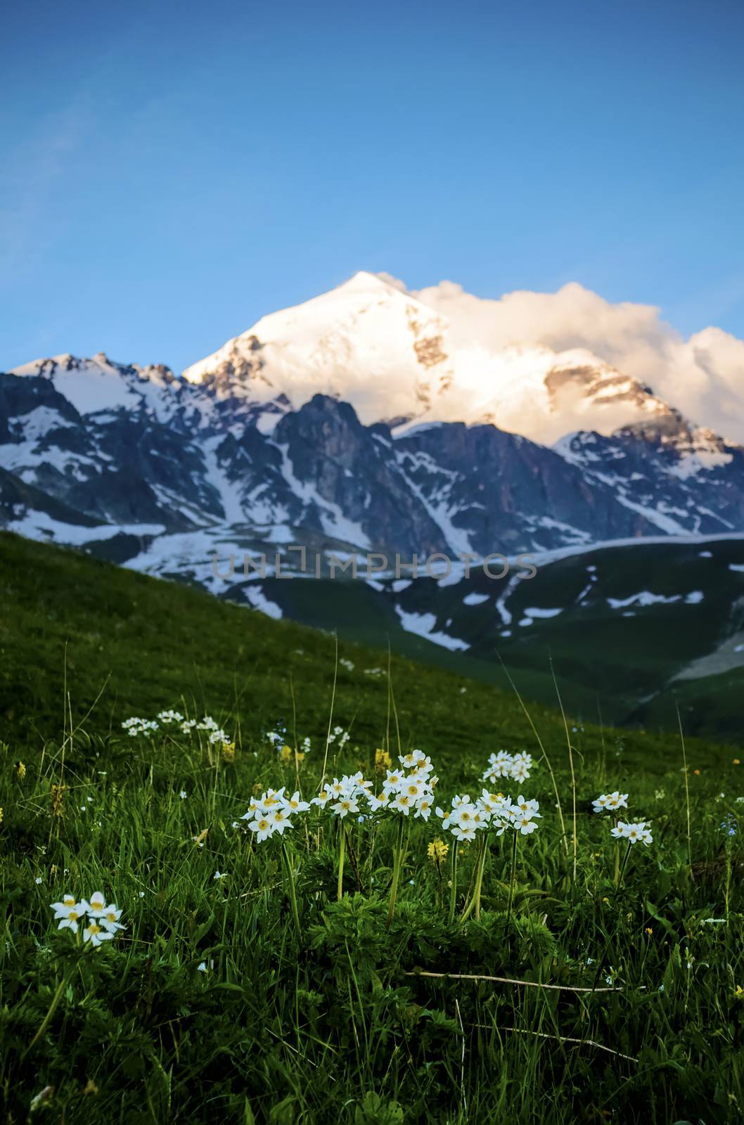 Wild flowers in mountains by oleksandrmazur
