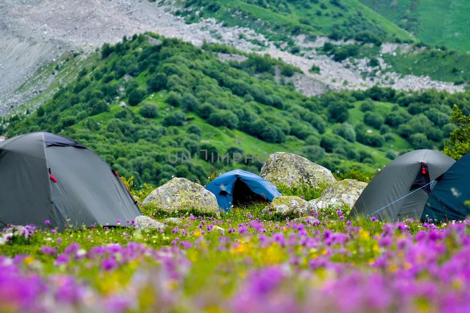 Tent camp on a lawn between large stones and purple yellow field flowers. Summer in Georgia.