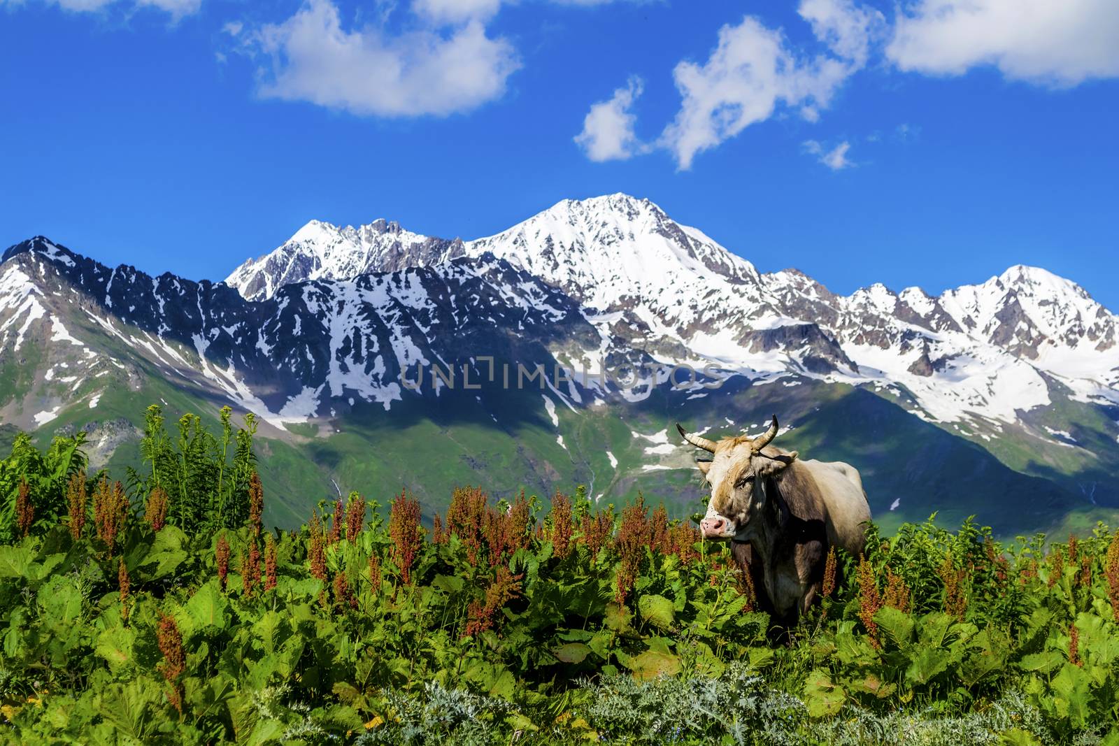 Wild cow against the background of the mountains. The shadow of the clouds falls on snow-capped mountains. Summer in Svaneti, Georgia.