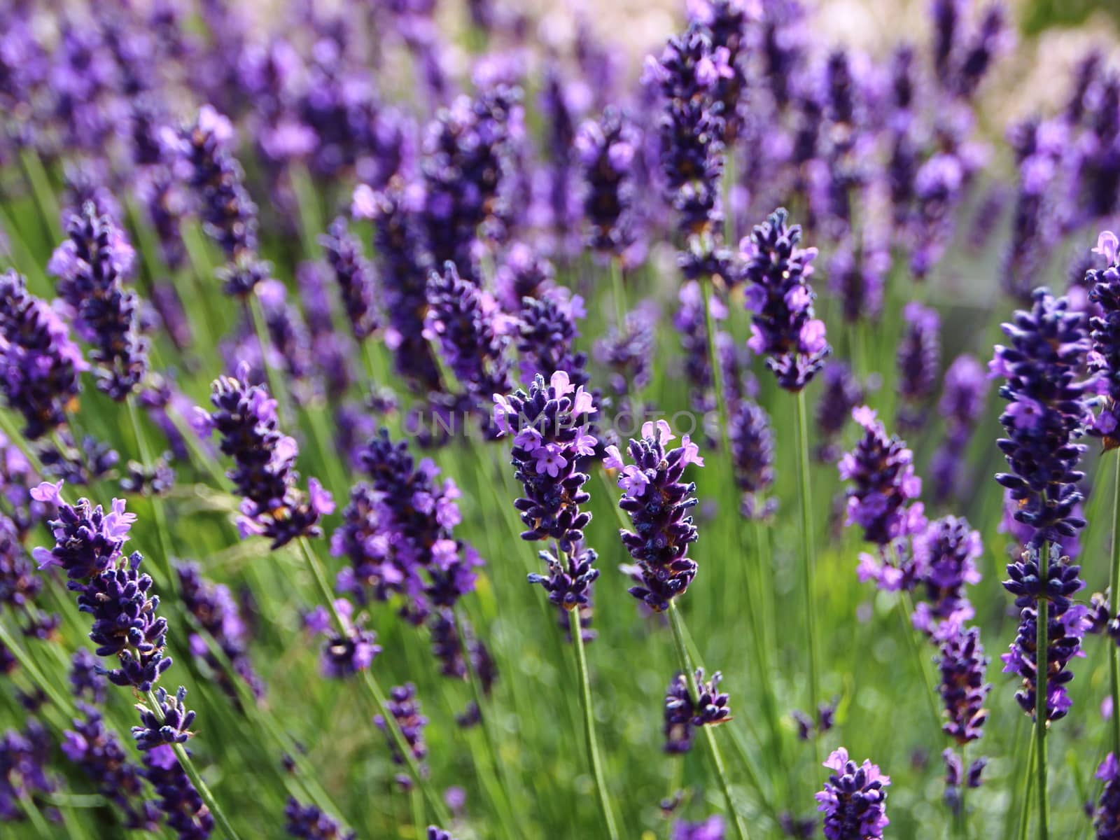 Lavender Flower Summer Field in Perspective Closeup by HoleInTheBox