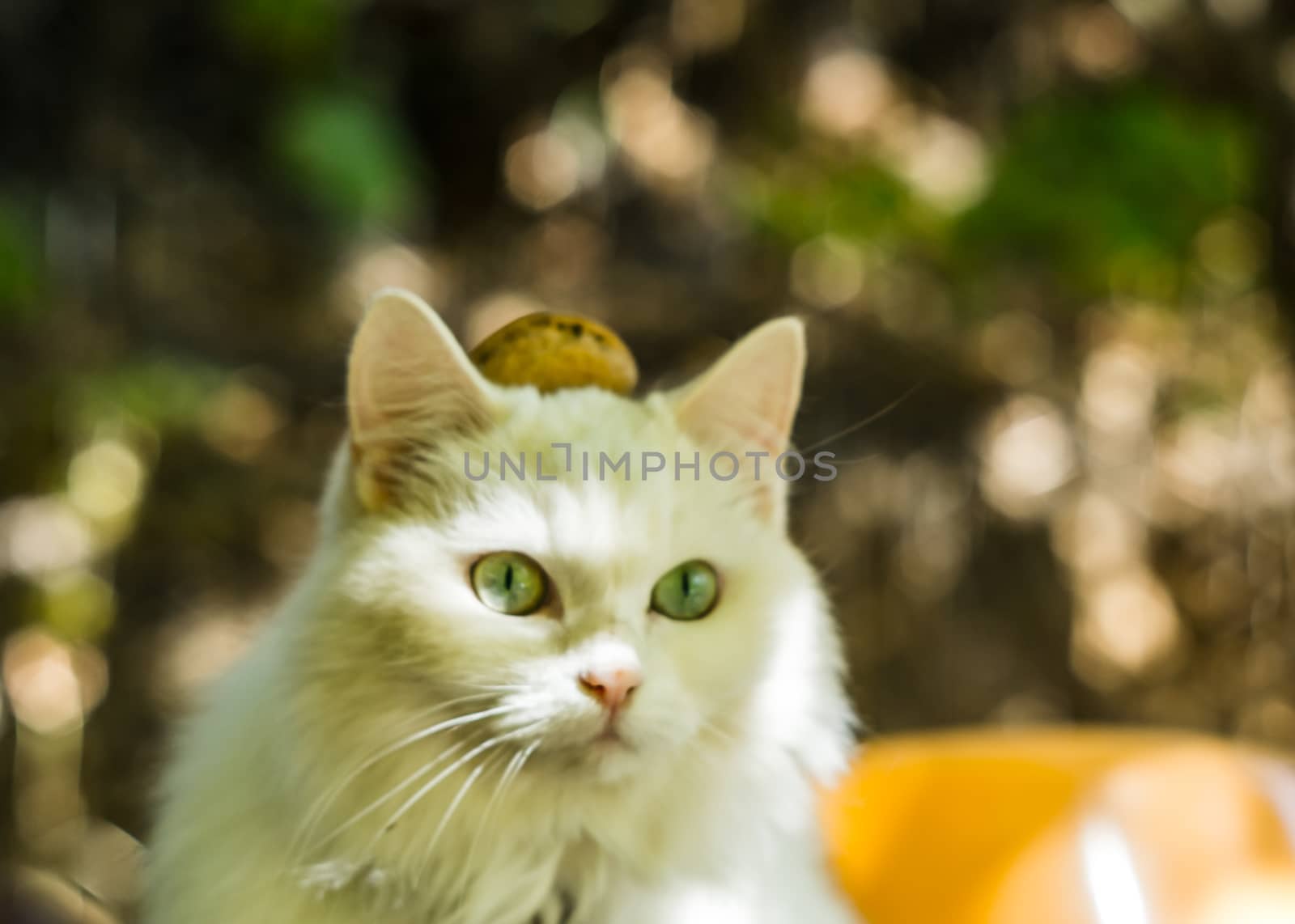 a cat with a nut on the head, the cat looks on in her head walnut