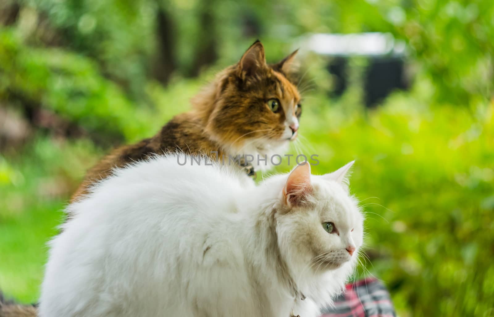 two cats white and color facing the same way the background is blurred