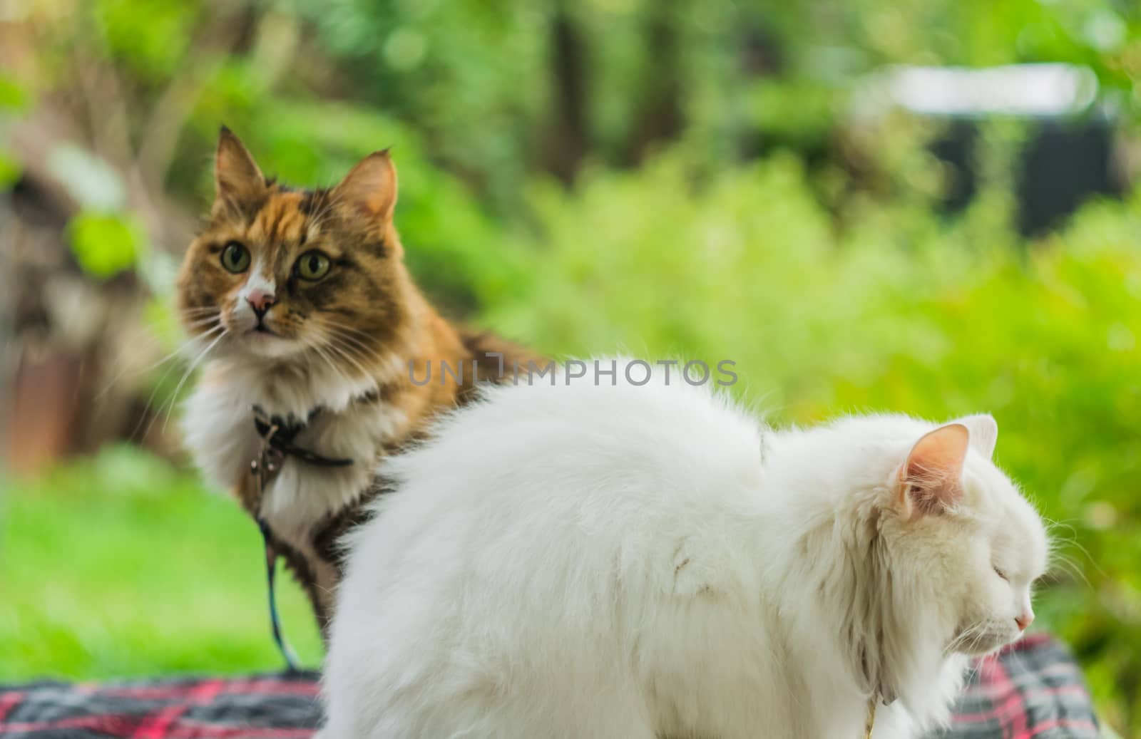 two cats white and color facing the same way the background is blurred