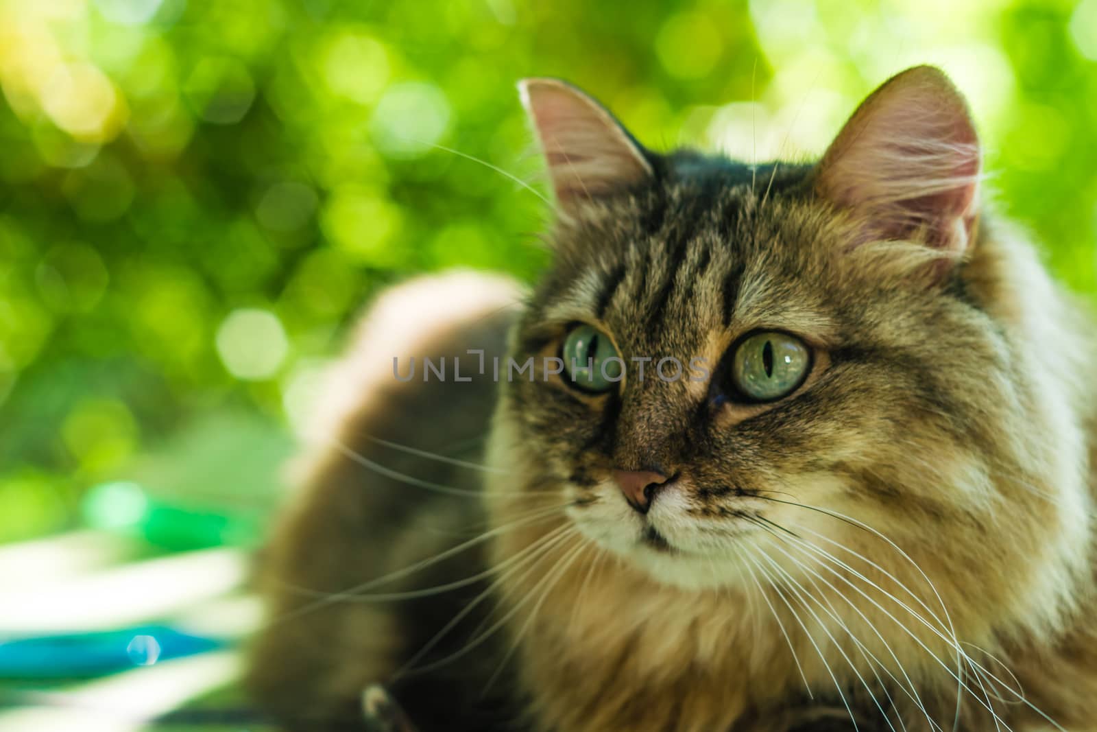 the cat looks into his eyes, a cat with beautiful eyes serious