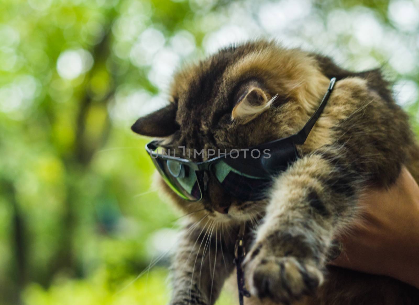 cat in sunglasses I think the most likely reading hip-hop