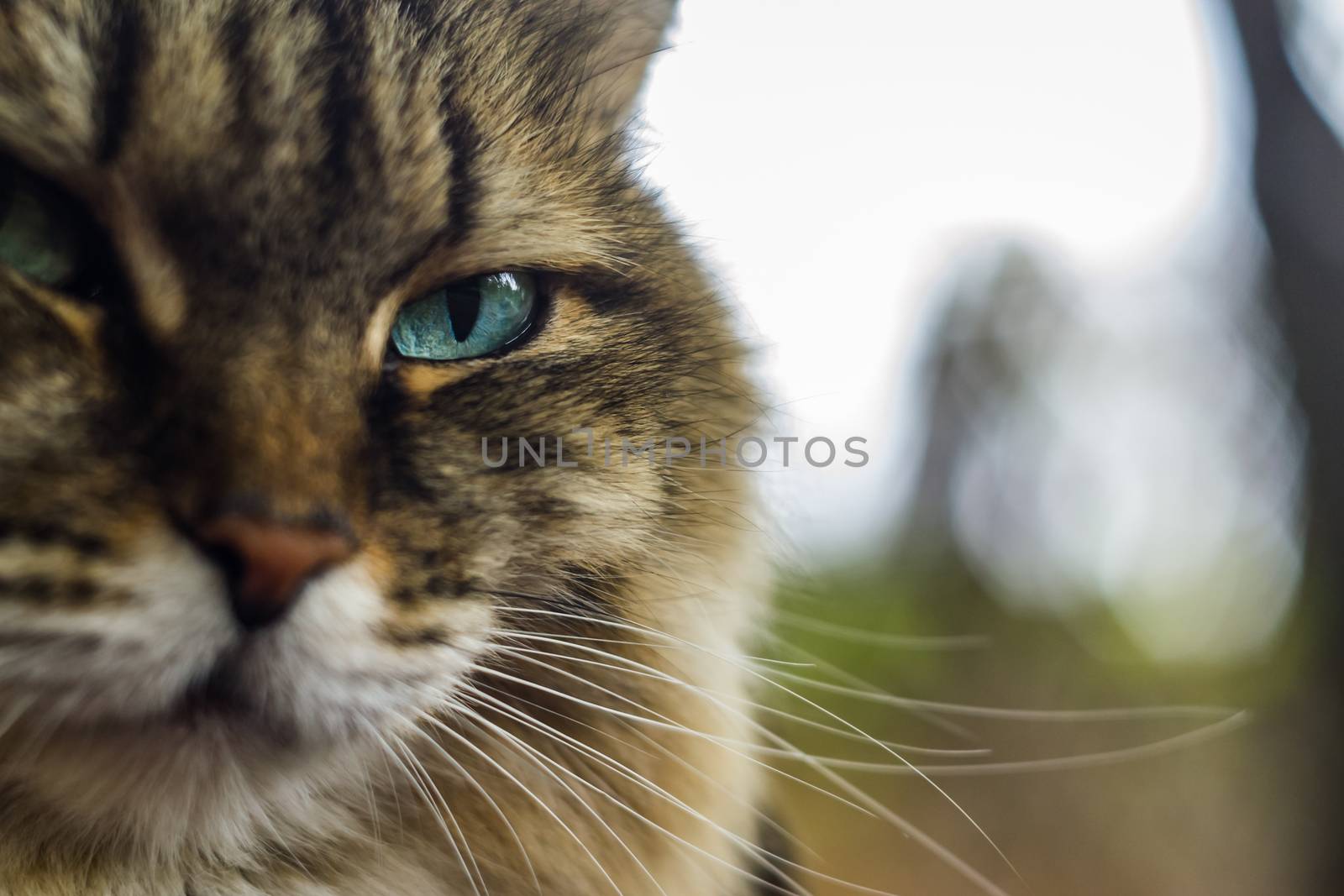 big head cat blue eyes looking at the camera terrible