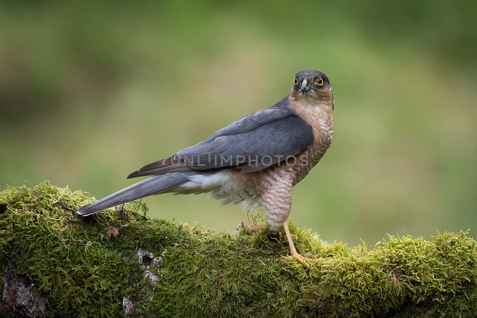 Sparrowhawk by alan_tunnicliffe